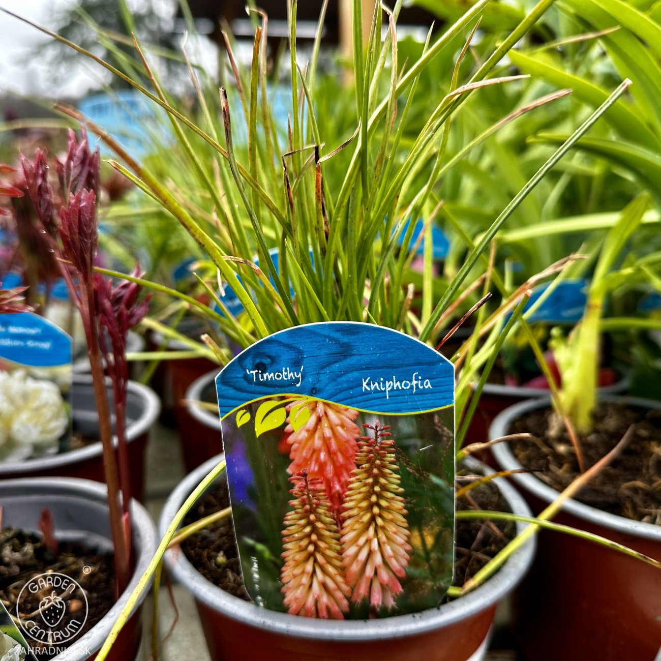 Obrázok Fakľovka (Kniphofia) ´TIMOTHY´ - kont. C1.5L